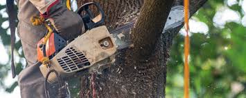 Best Tree Cabling and Bracing  in Fullerton, CA