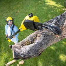 Best Tree Removal  in Fullerton, CA