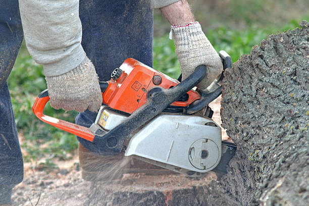 How Our Tree Care Process Works  in  Fullerton, CA