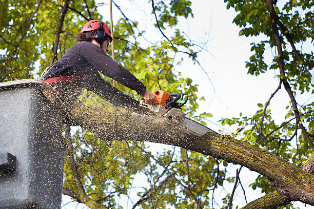 Reliable Fullerton, CA Tree Services Solutions